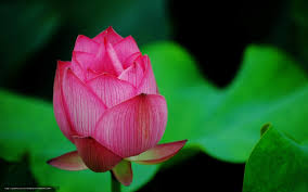 Sắc Đẹp Thanh Tâm